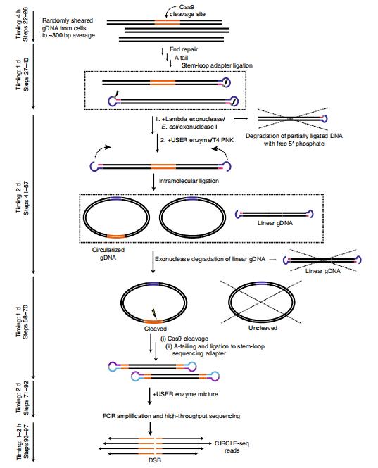 Comprehensive Review of Circle Sequencing