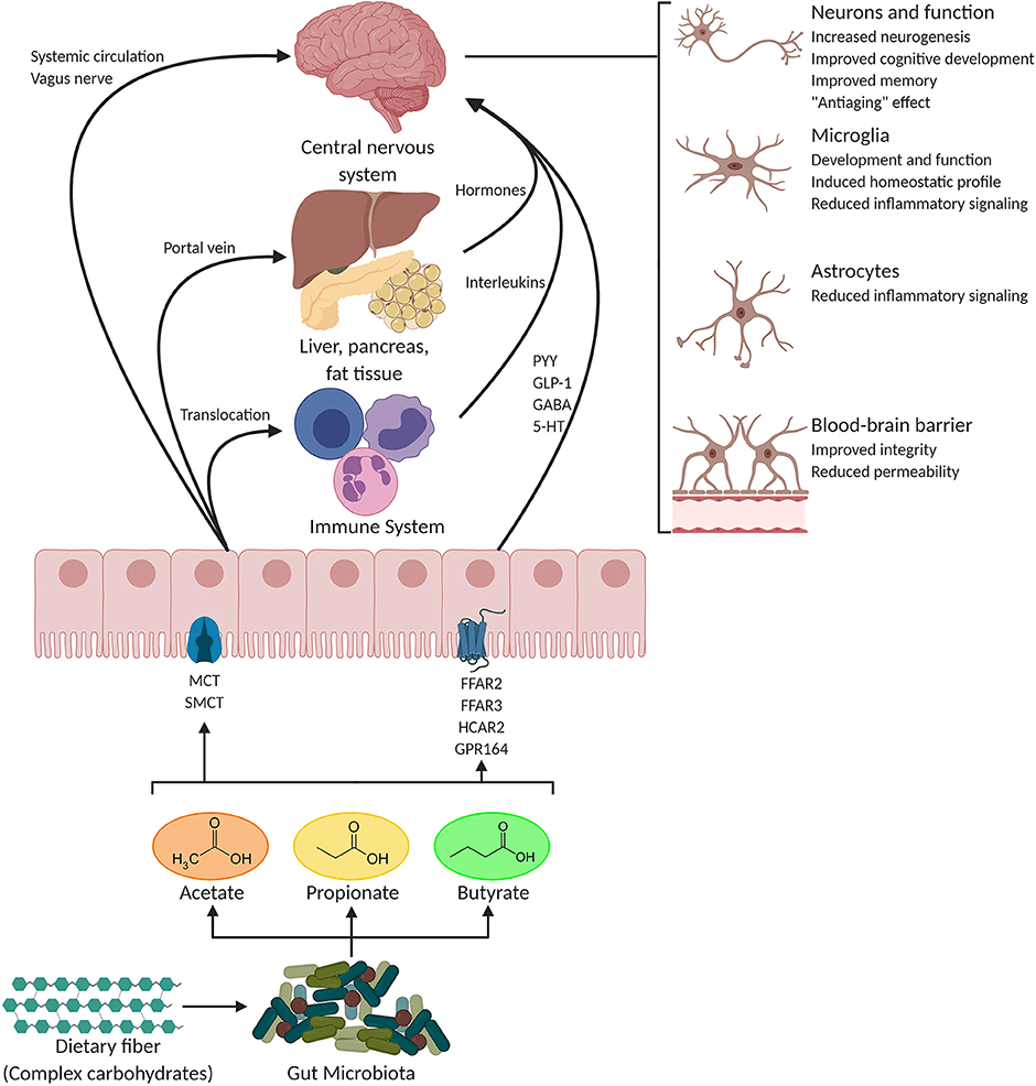 The Role and Detection Methods of Short-Chain Fatty Acids